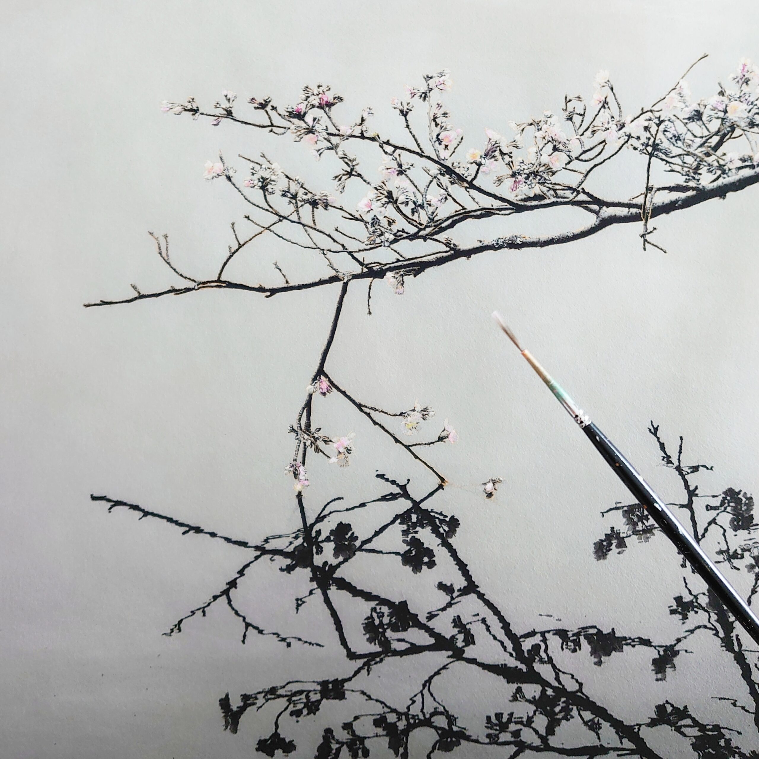 京の桜『鏡桜』
